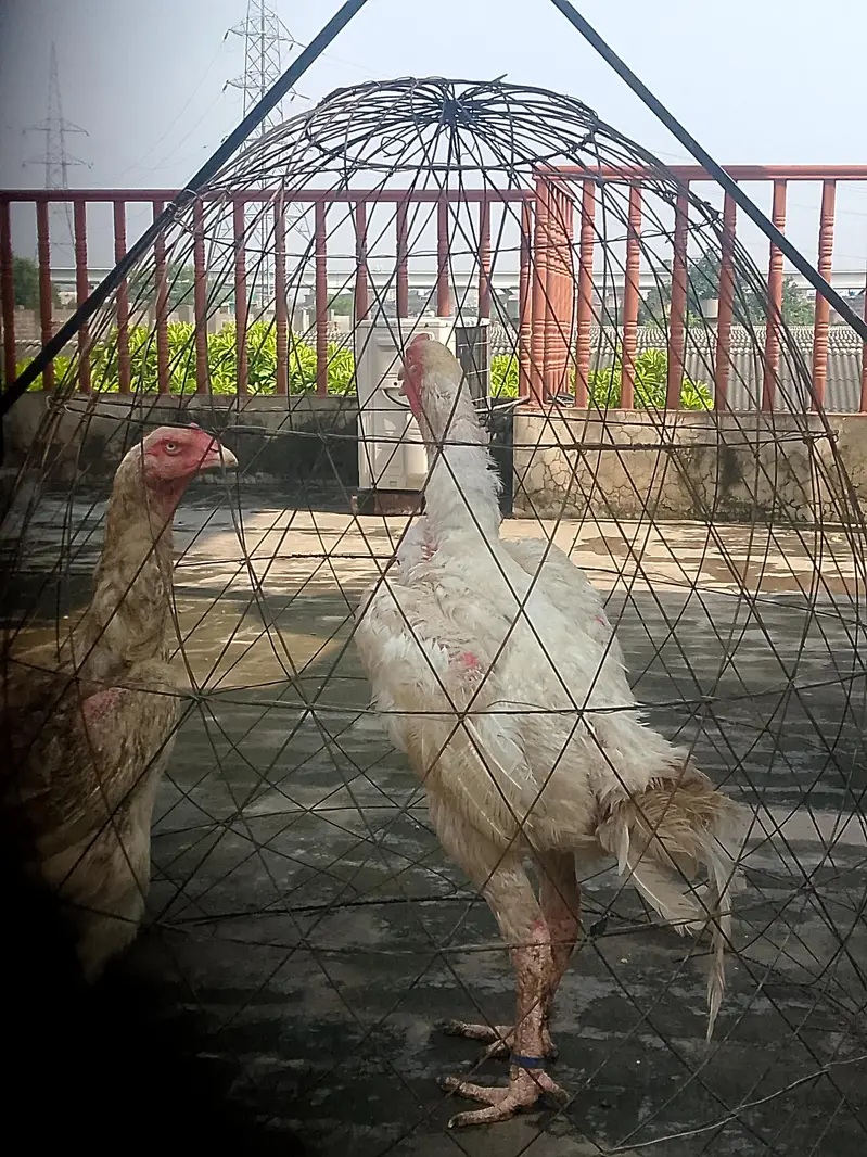 White shamo breeder pair healthy and active — photo 4