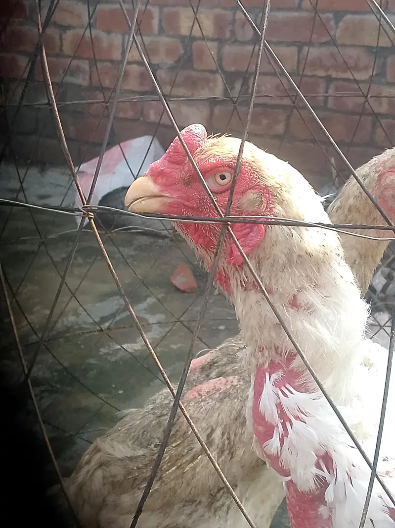 White shamo breeder pair healthy and active — photo 5