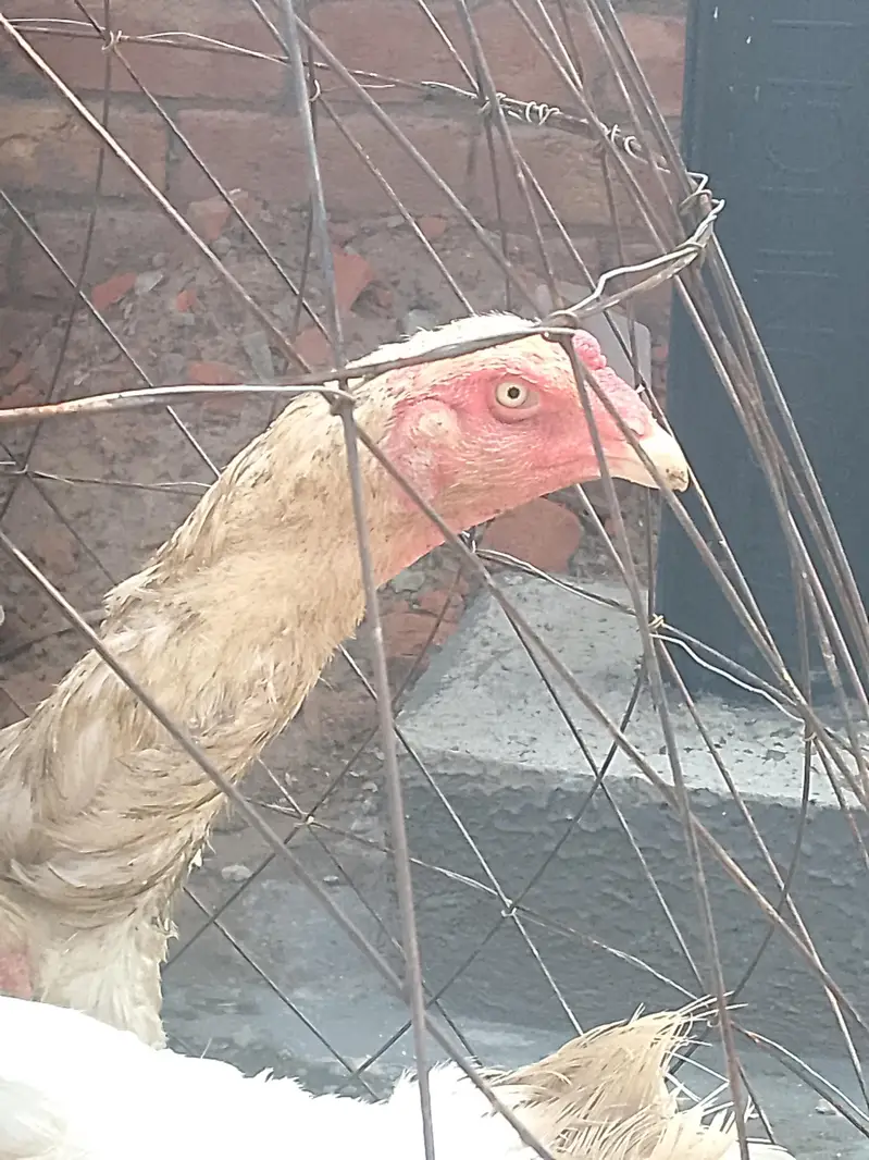 White shamo breeder pair healthy and active — photo 6