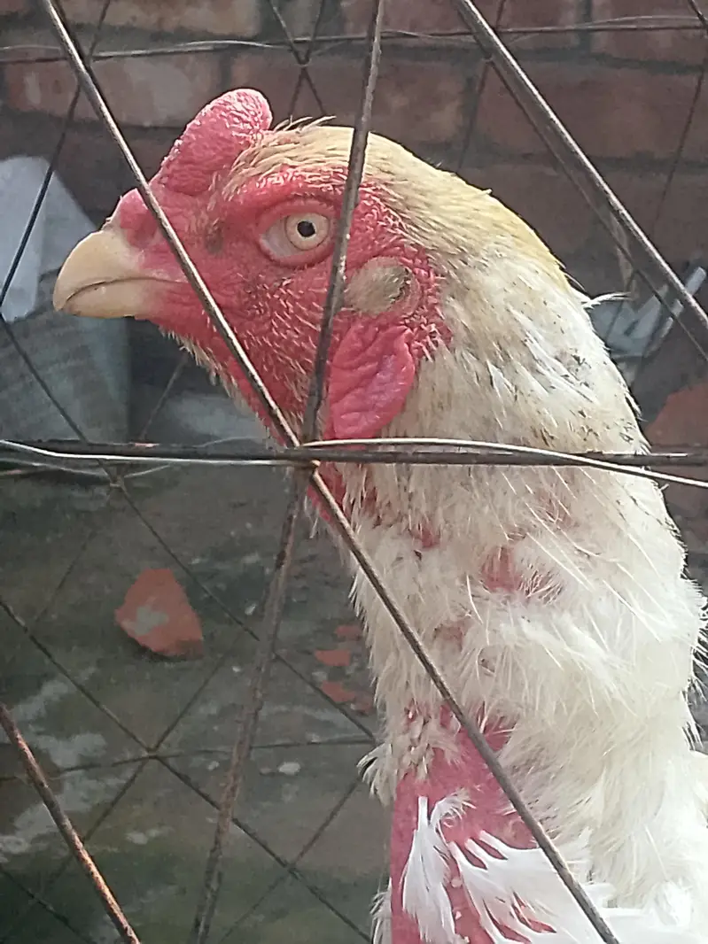 White shamo breeder pair healthy and active — photo 7