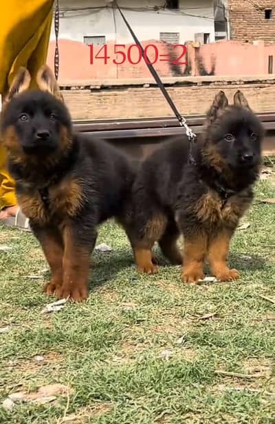 German Shepherd puppies long cot for sale my WhatsApp. 03493731440