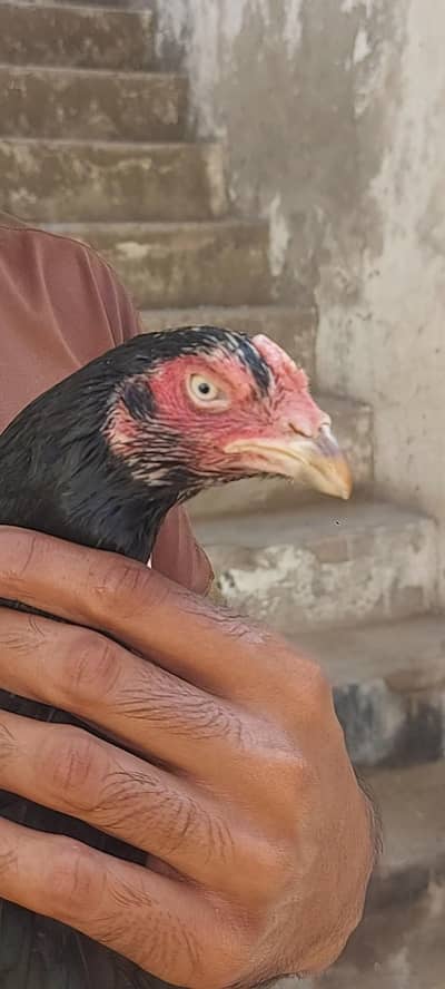 mainwali aseel murgi for sale
