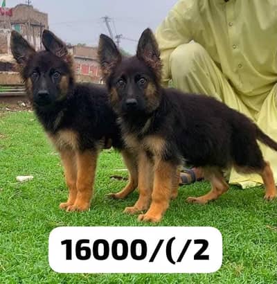 German Shepherd puppies long cot for sale my WhatsApp. 03493731440