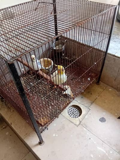 1 cocktail  1 bajri  miale + cage