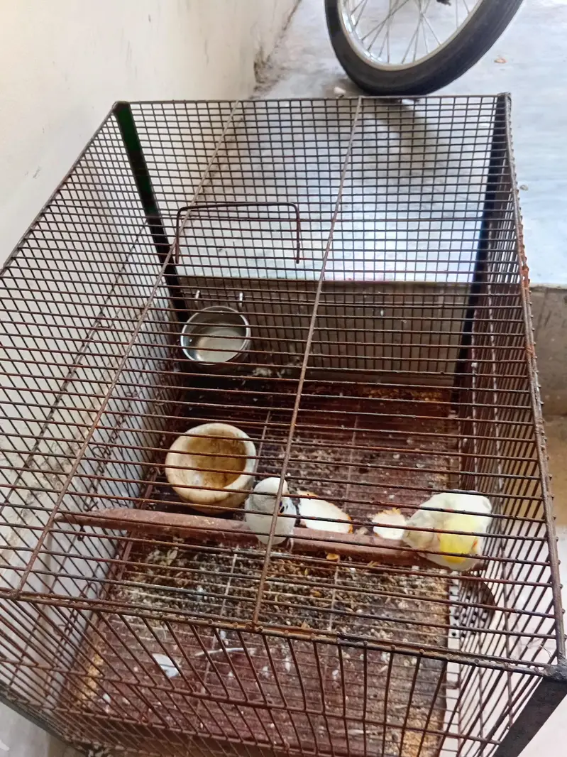 1 cocktail  1 bajri  miale + cage — photo 2