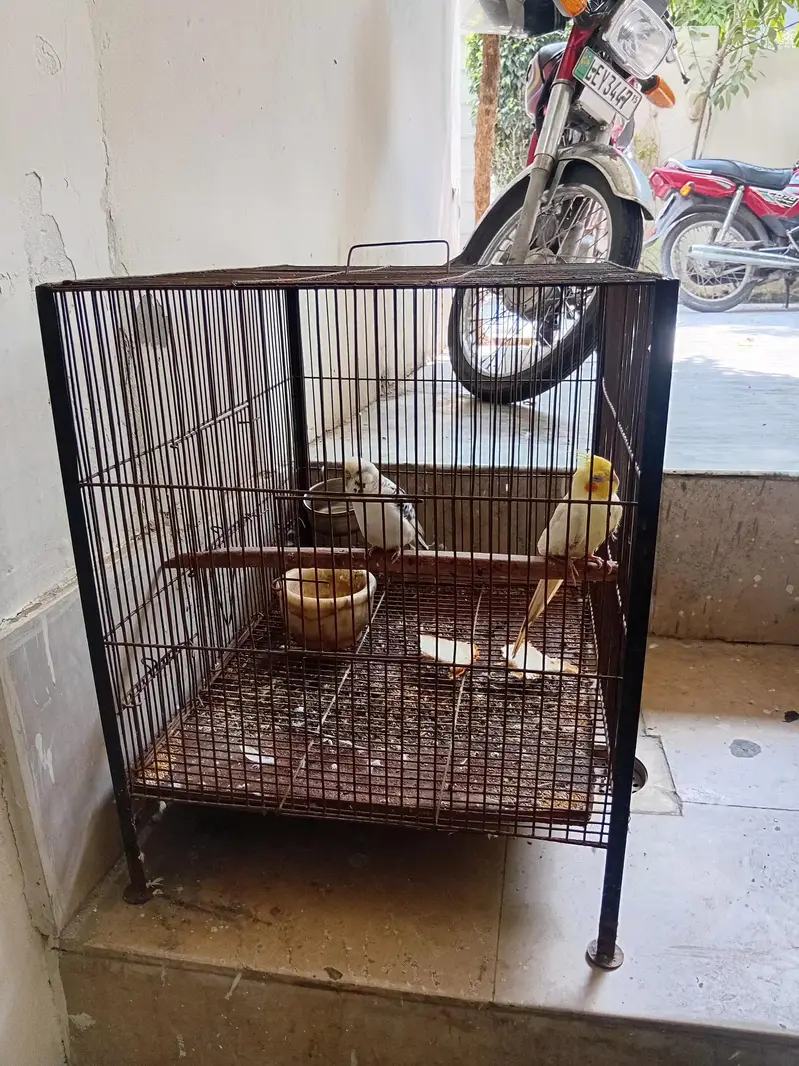 1 cocktail  1 bajri  miale + cage — photo 3