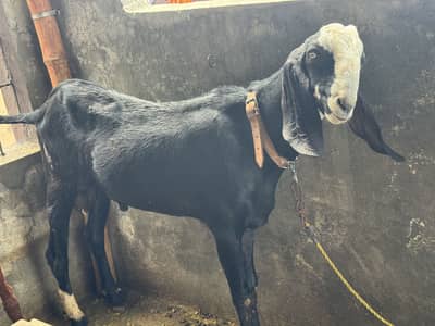 *Pure Black Desi Goat For sale  | Desi bakra | 2 daant |بکرا*