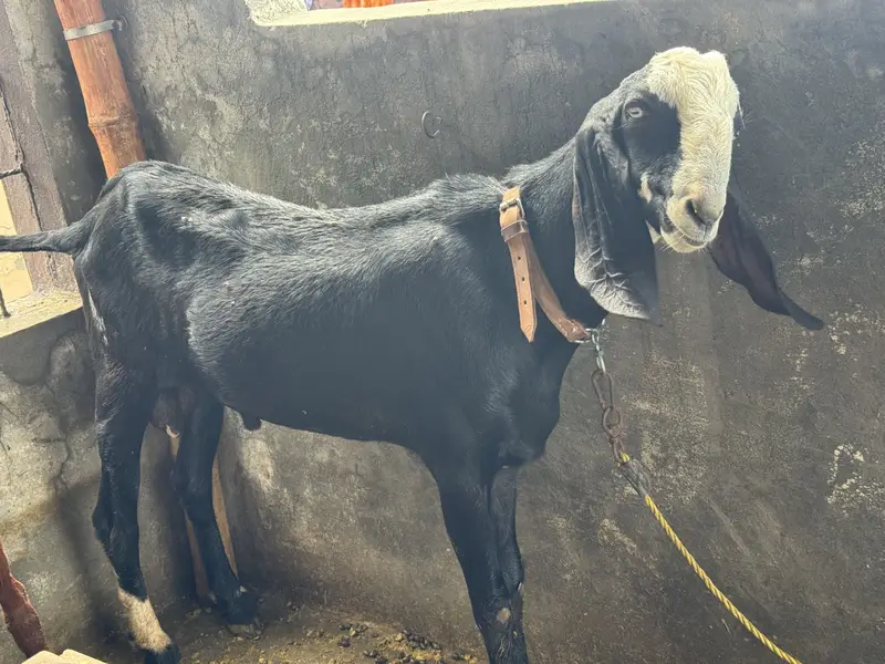 *Pure Black Desi Goat For sale  | Desi bakra | 2 daant |بکرا*