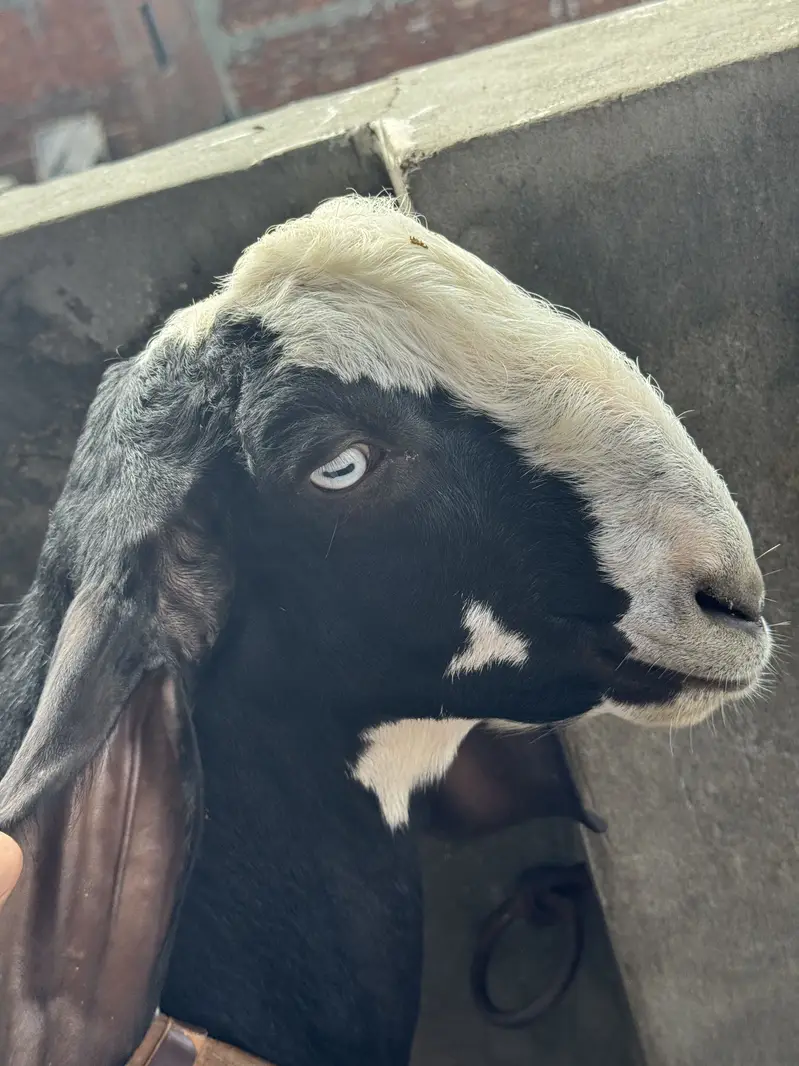 *Pure Black Desi Goat For sale  | Desi bakra | 2 daant |بکرا* — photo 2