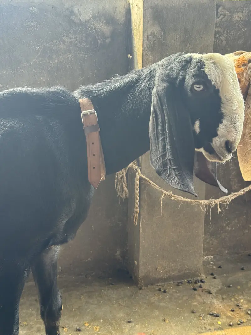*Pure Black Desi Goat For sale  | Desi bakra | 2 daant |بکرا* — photo 3