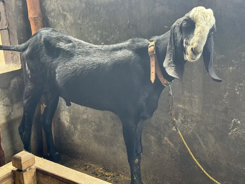 *Pure Black Desi Goat For sale  | Desi bakra | 2 daant |بکرا* — photo 4