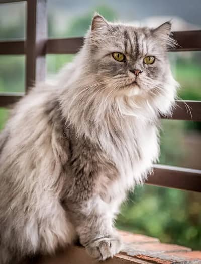Persian Cat