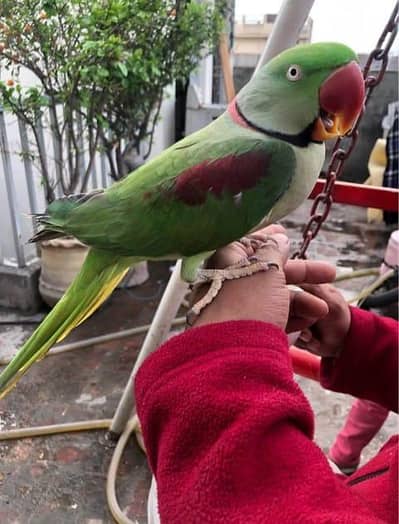 Kashmiri raw parrot