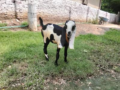 Amratsari |Bakri| Kajla | goat | 0300-0091606