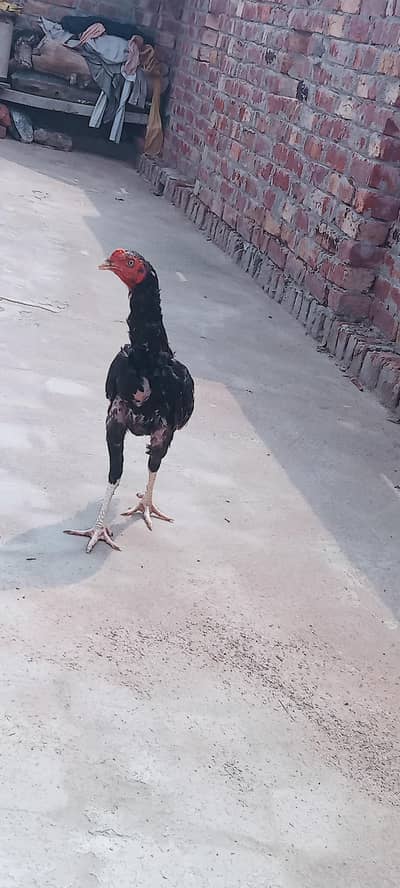 black heera aseel