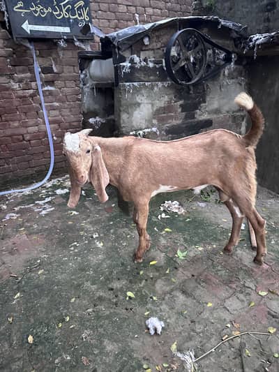 Sialkoti bakra