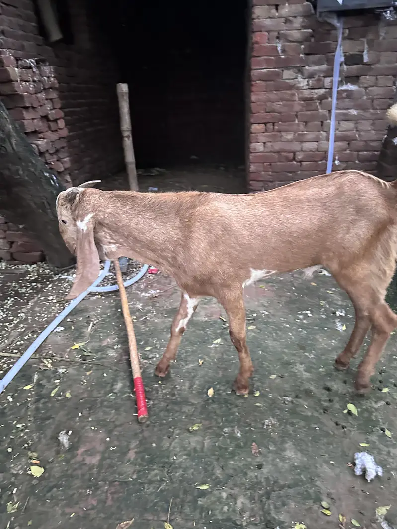 Sialkoti bakra — photo 2