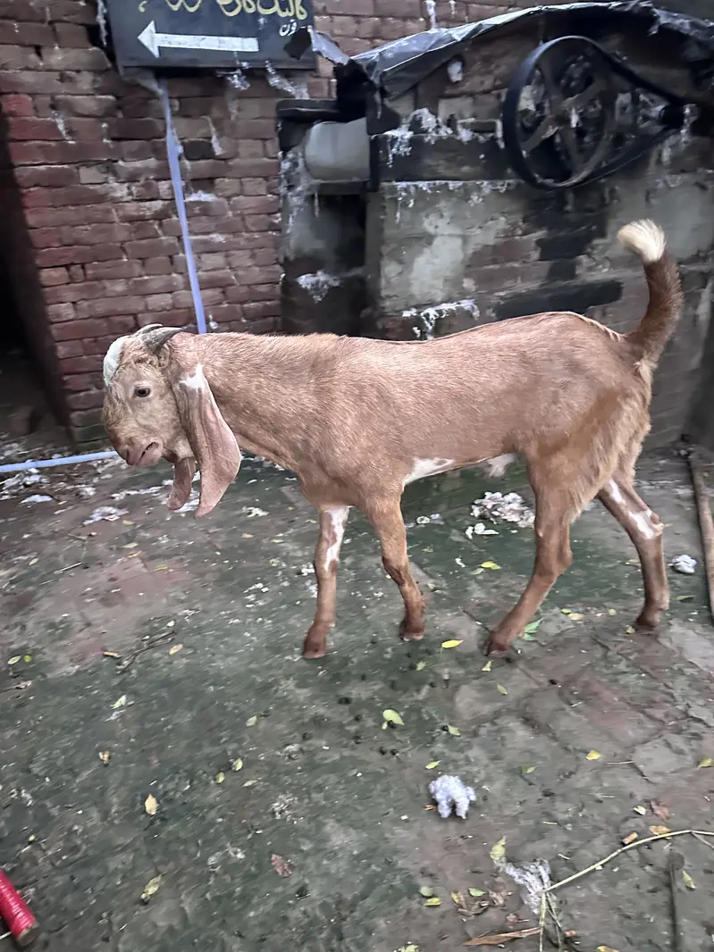 Sialkoti bakra — photo 3