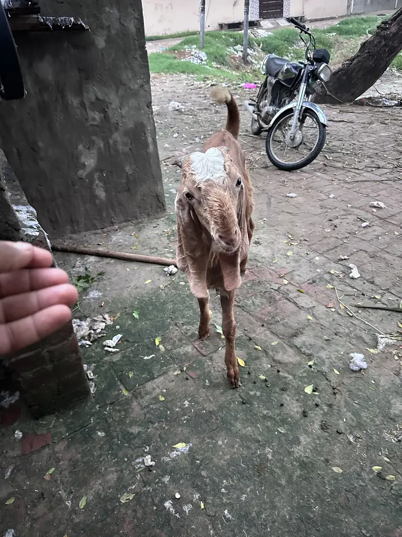 Sialkoti bakra — photo 4