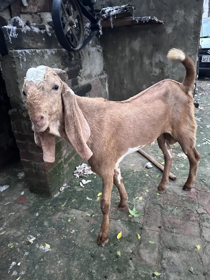 Sialkoti bakra — photo 5