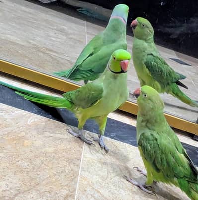 Handtamed breeder pair for sale