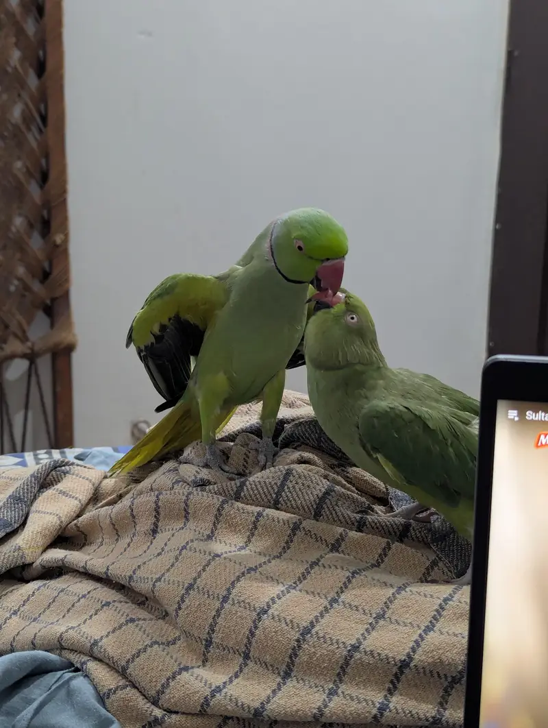 Handtamed breeder pair for sale — photo 2
