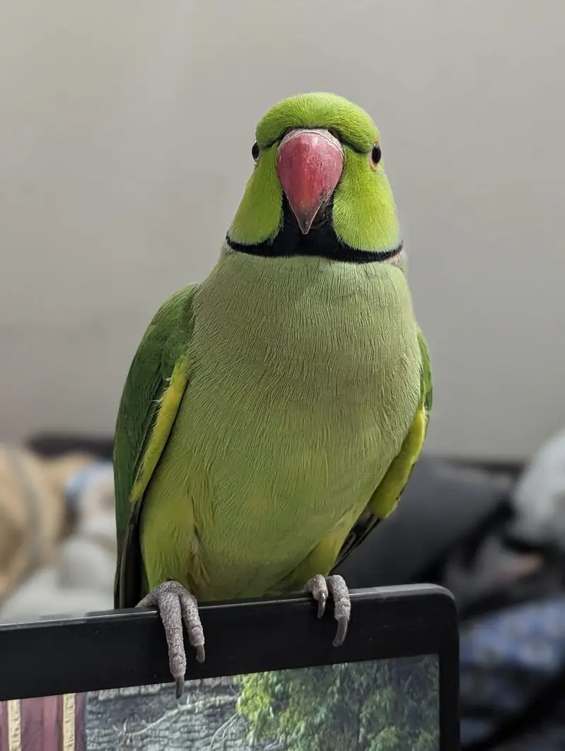 Handtamed breeder pair for sale — photo 3