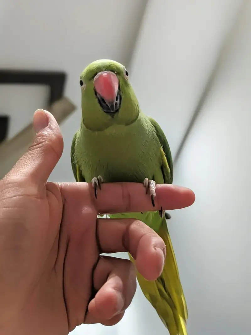 Handtamed breeder pair for sale — photo 4