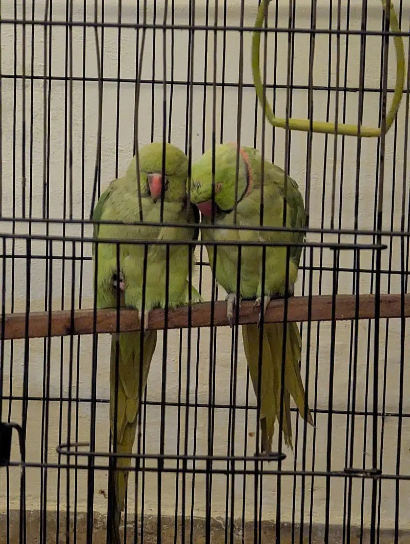 Handtamed breeder pair for sale — photo 5
