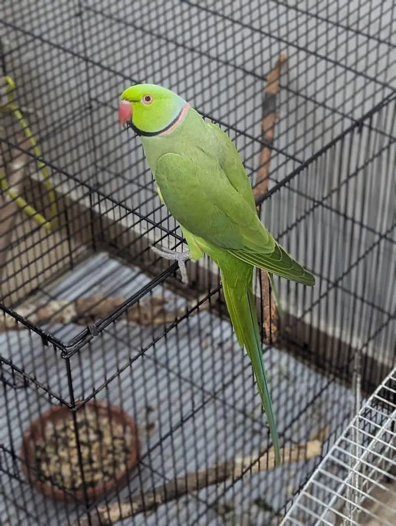 Handtamed breeder pair for sale — photo 6