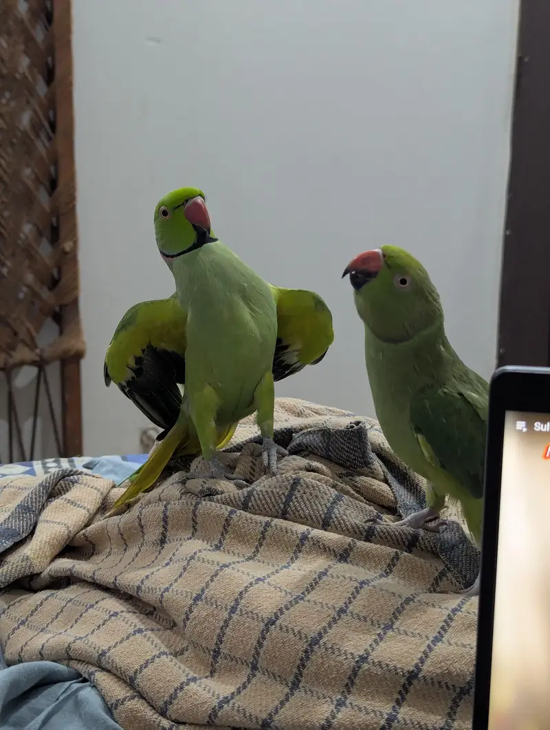 Handtamed breeder pair for sale — photo 8