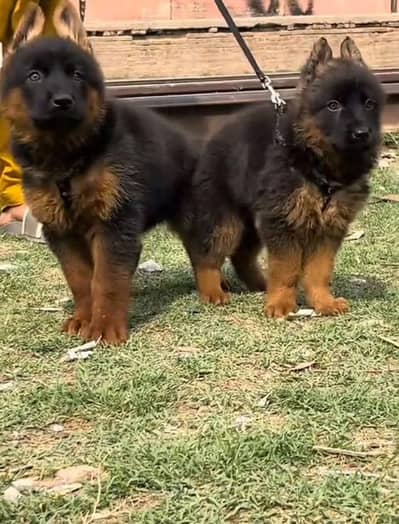 German Shepherd puppies long cot for sale my WhatsApp. 03493731440