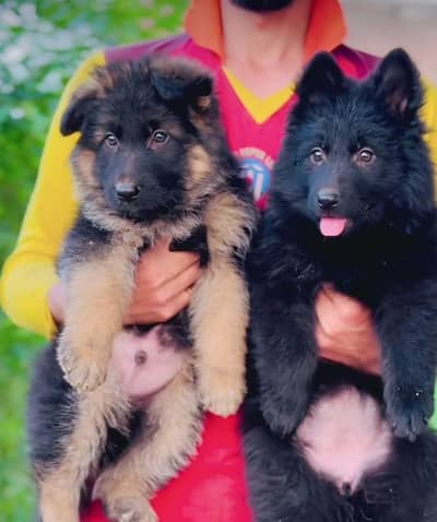 German Shepherd puppies long cot for sale my WhatsApp. 03493731440
