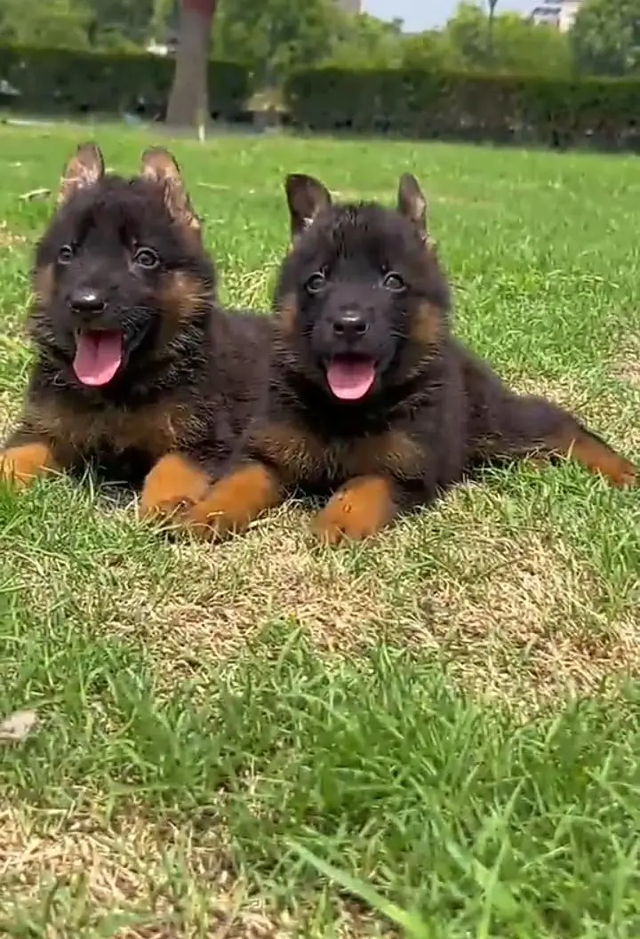 German Shepherd puppies long cot for sale my WhatsApp. 03493731440