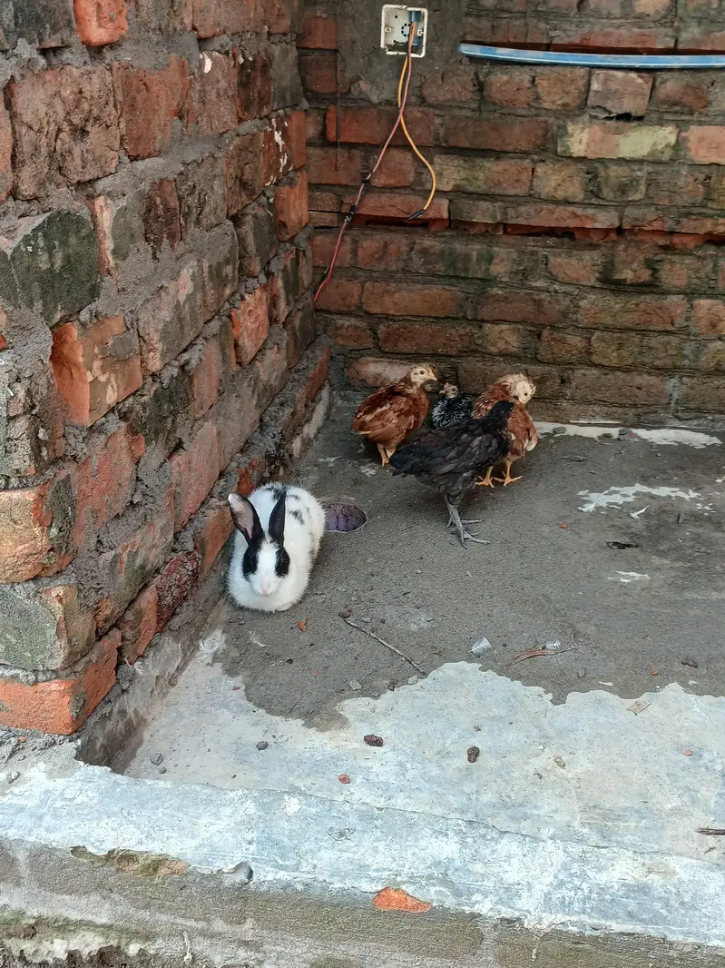 rabbits red  eyes and healthy — photo 2