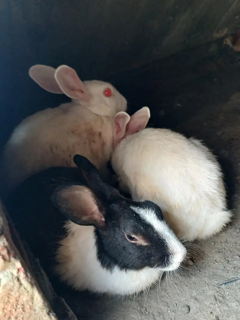 rabbits red  eyes and healthy — photo 3