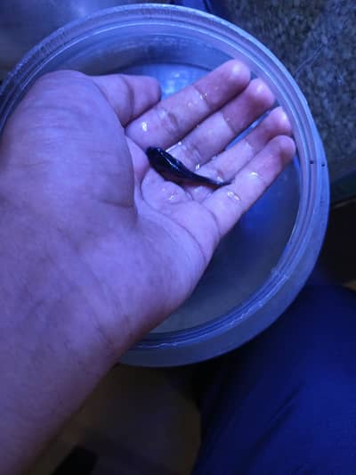 Healthy Molly Fish for Sale – Colorful & Active
