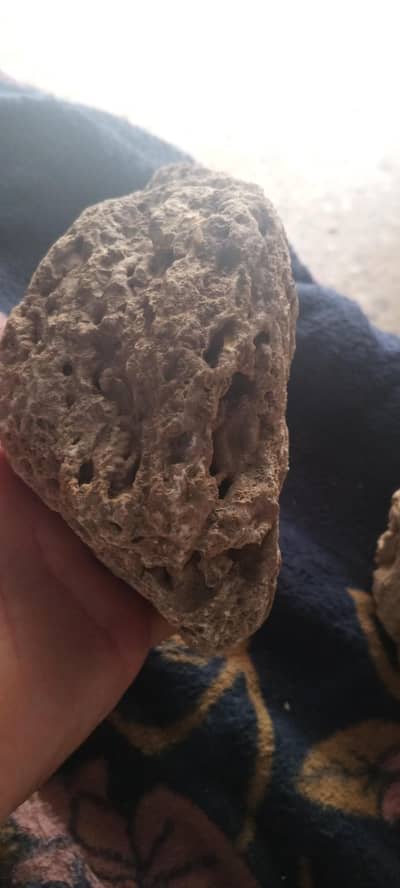 Coral  fossil