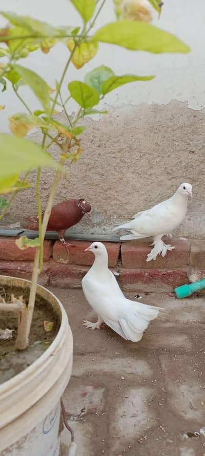pigeon