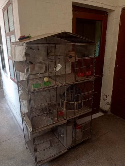 Cage and parrot