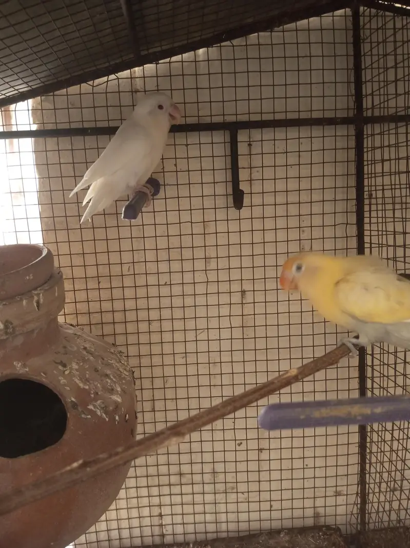 Cage and parrot — photo 2