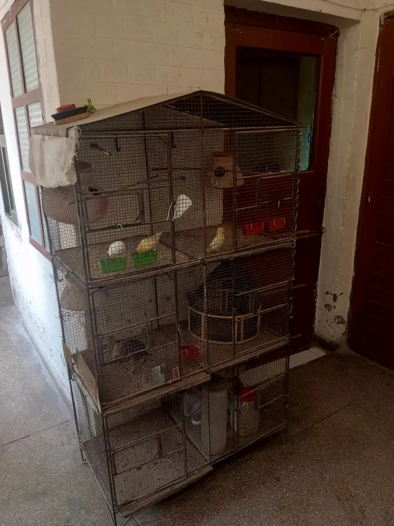 Cage and parrot — photo 3