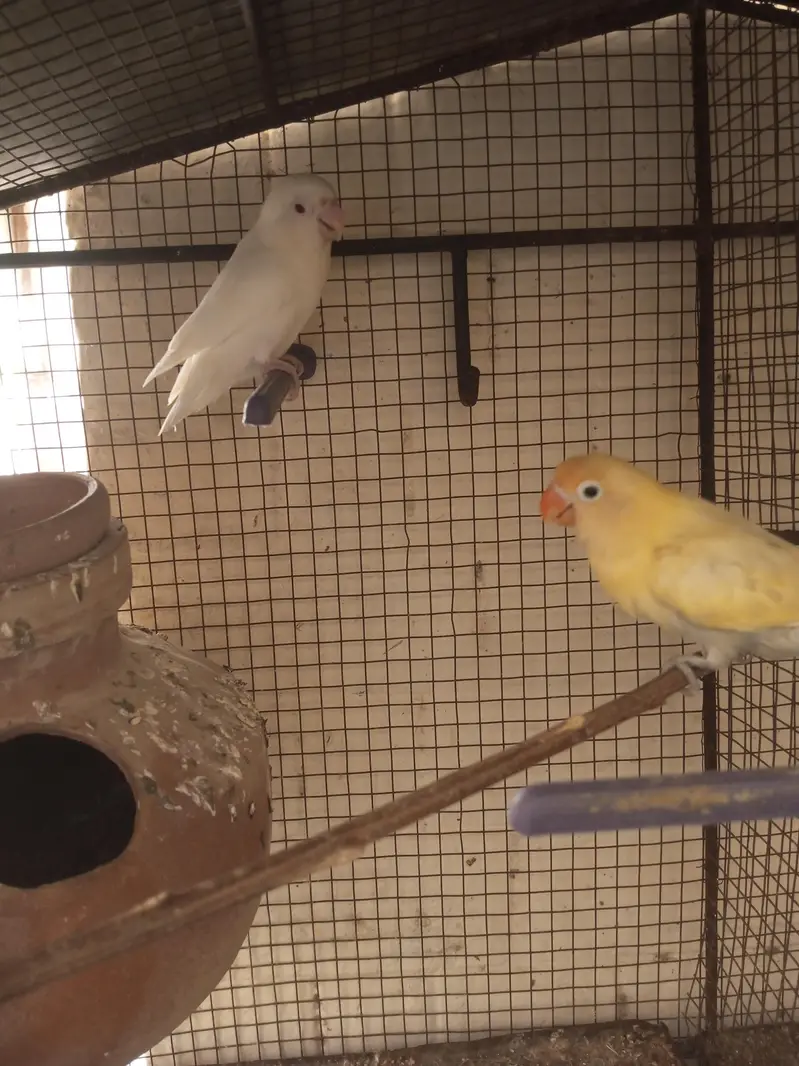 Cage and parrot — photo 4