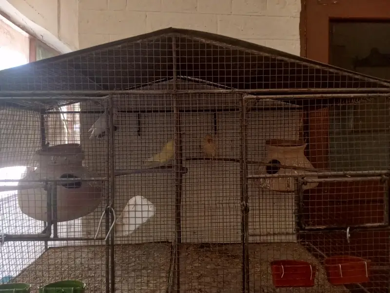 Cage and parrot — photo 5