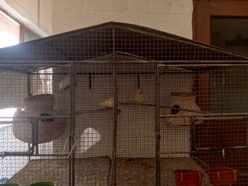 Cage and parrot — photo 6