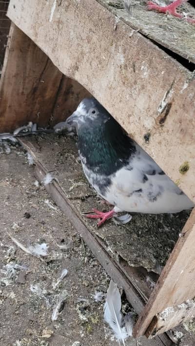 Breeder pigeon for sale high quality 1500 per piece total 10