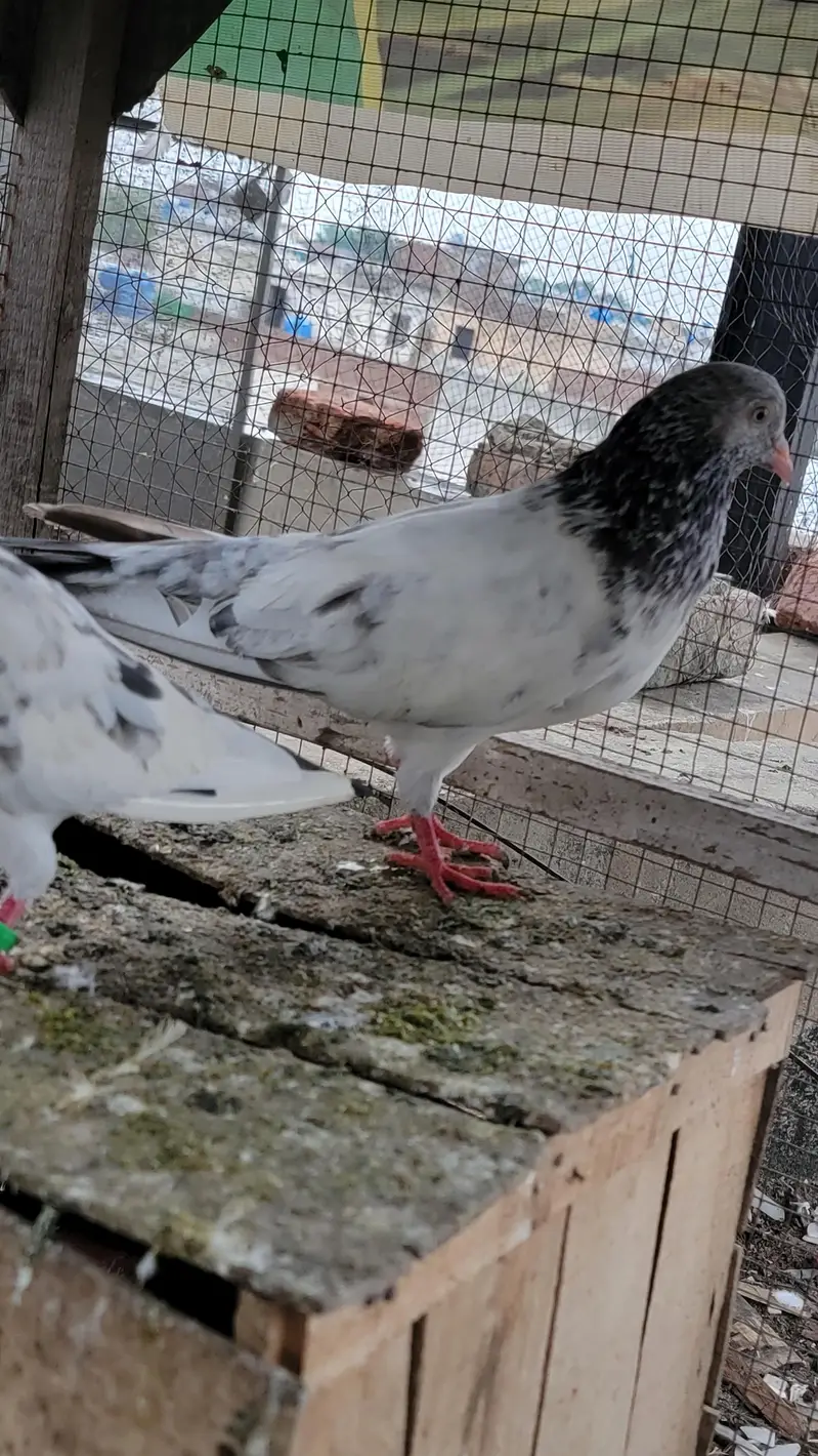 Breeder pigeon for sale high quality 1500 per piece total 10 — photo 2