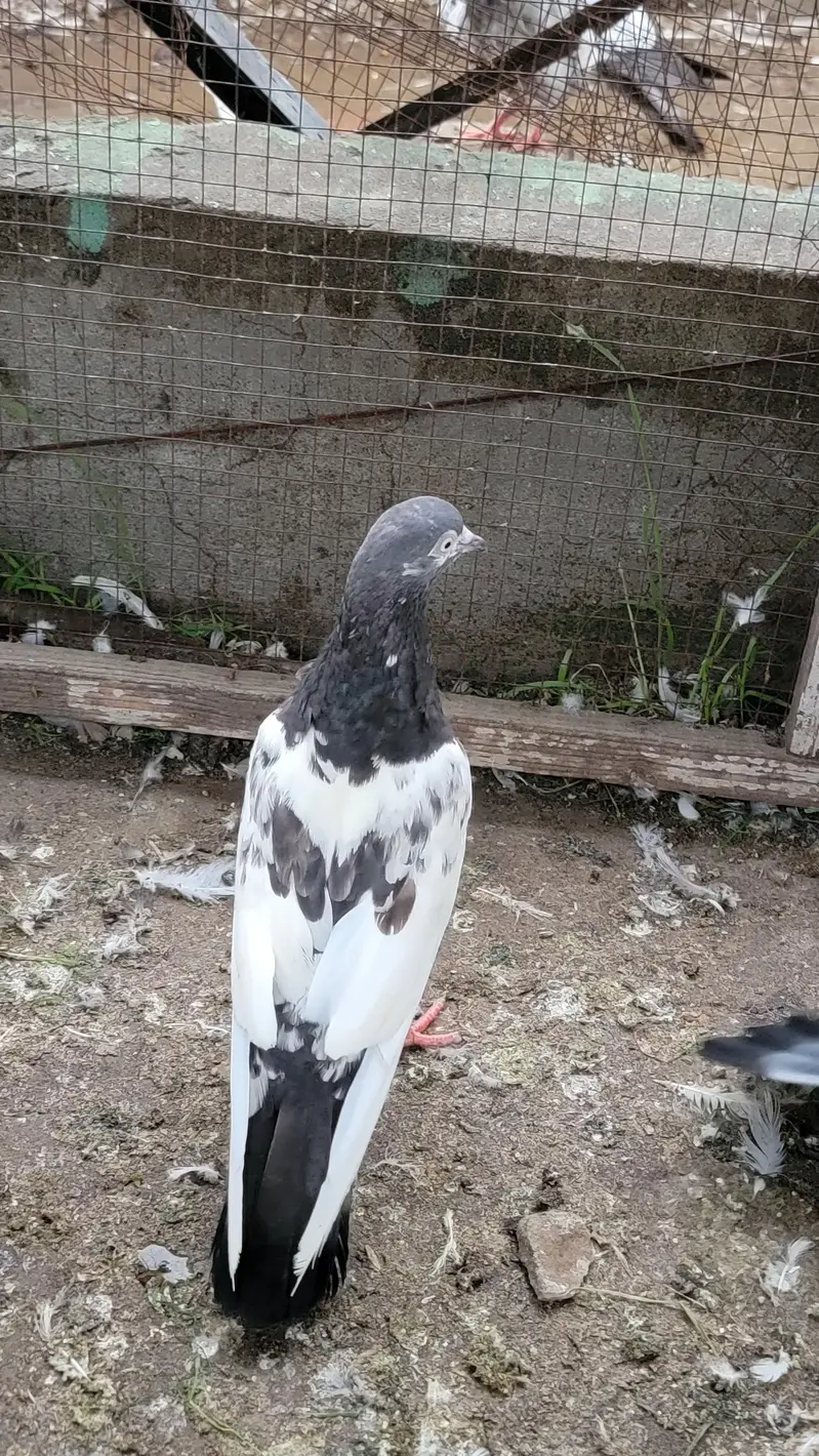 Breeder pigeon for sale high quality 1500 per piece total 10 — photo 3