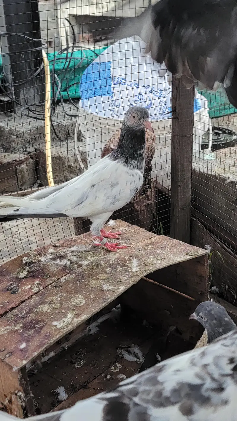 Breeder pigeon for sale high quality 1500 per piece total 10 — photo 4