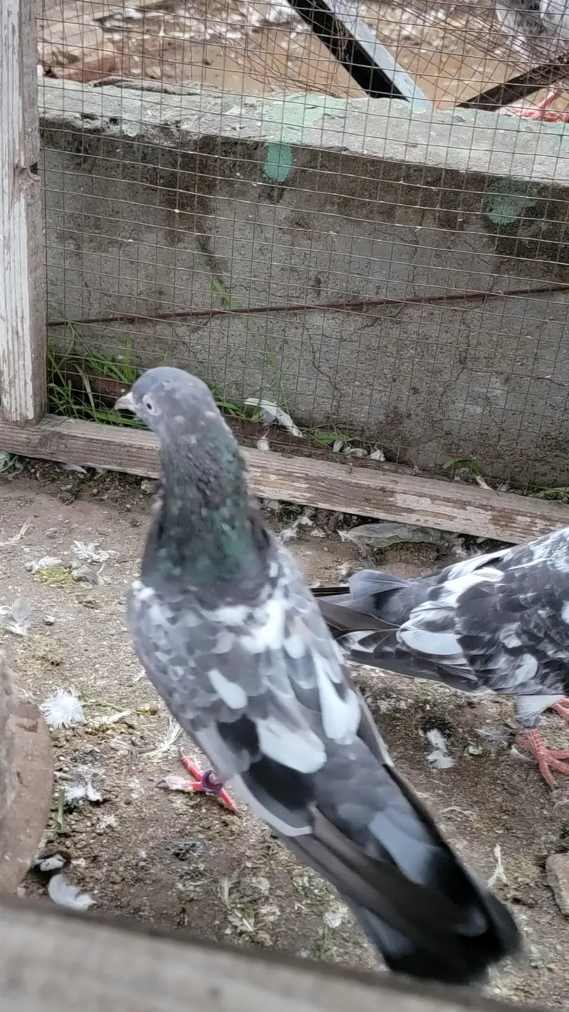 Breeder pigeon for sale high quality 1500 per piece total 10 — photo 5